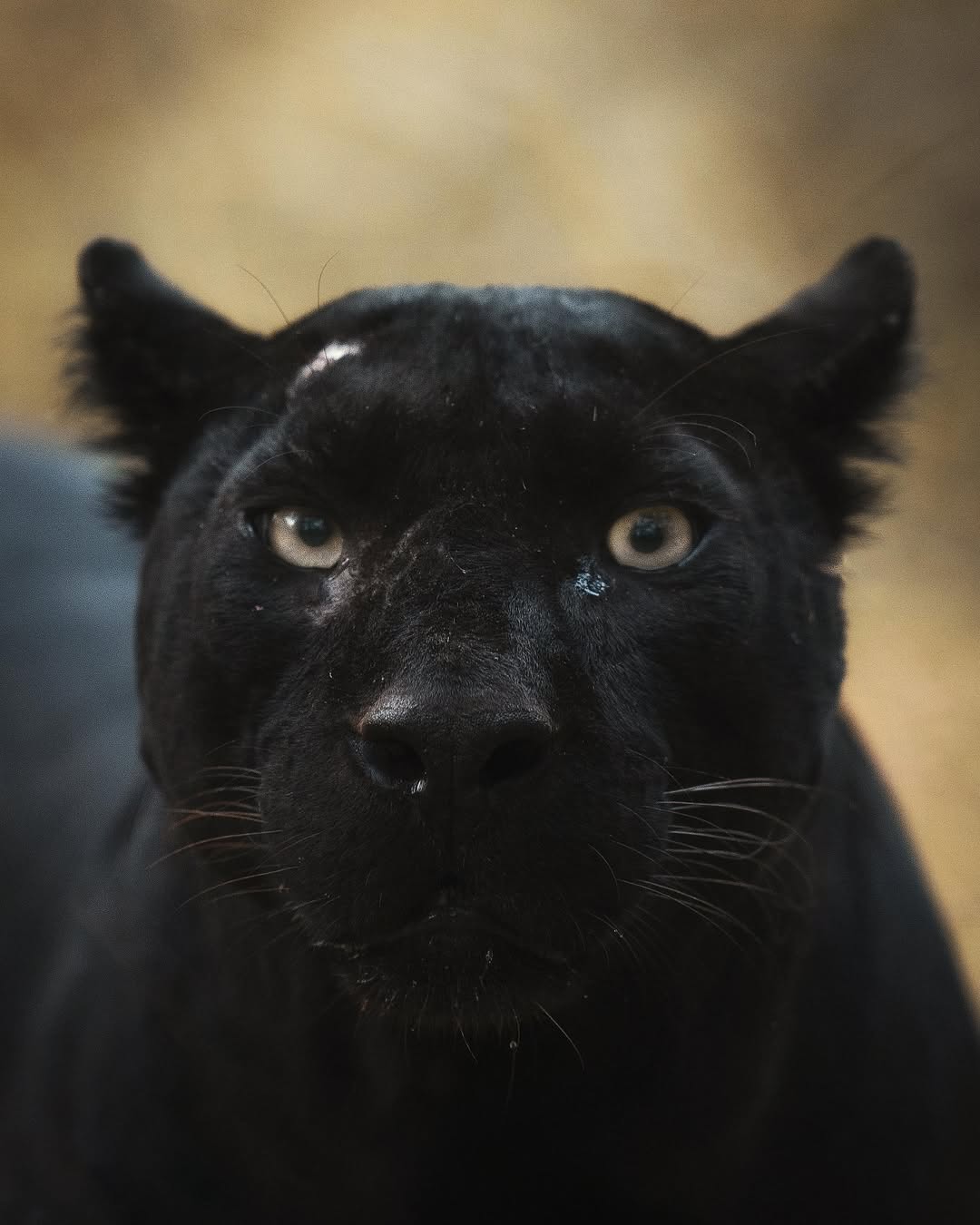 Close and personal ..! From archives,, long time ago from #kabini #junglearc #nagarhole #karnataka #wildlife #bigcats