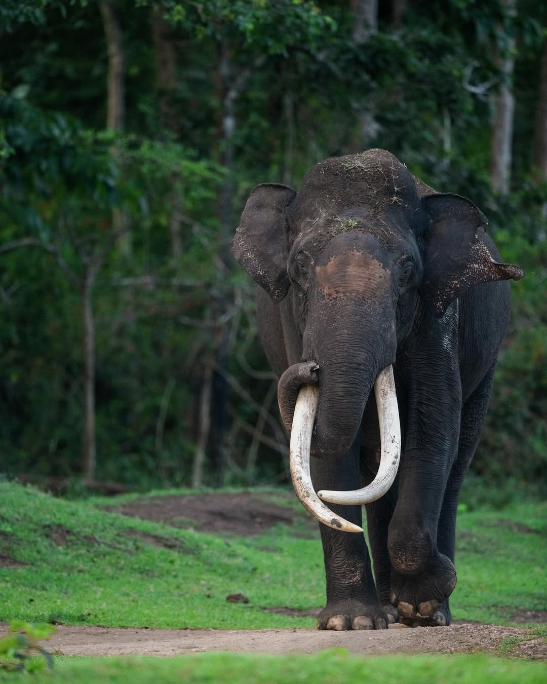 Defining the word “Majestic” ..!! #kabini #kabiniforest #nagarhole #nagarholenationalpark #karnatakatourism #karnataka #junglearc