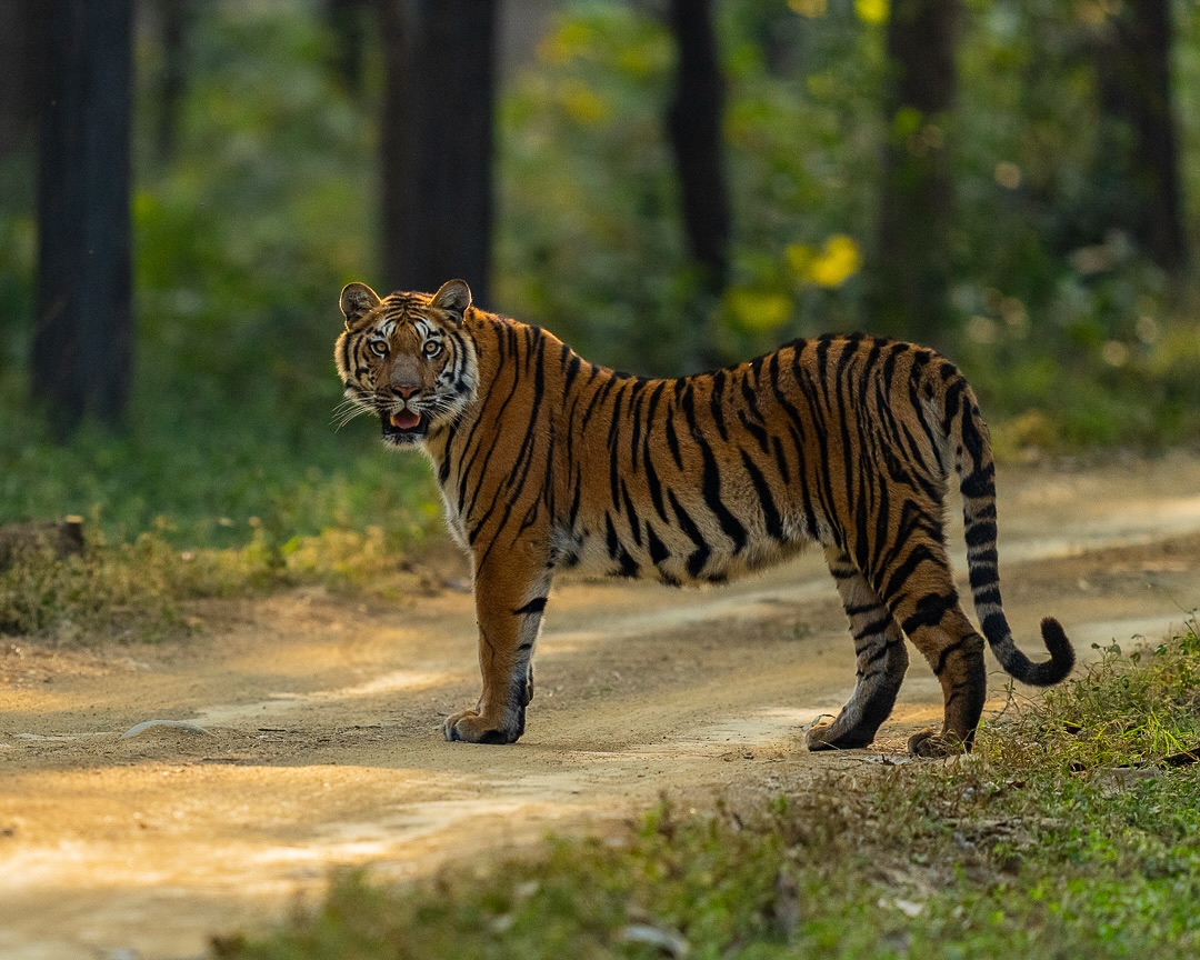 From the land of seven hills ,!#junglearc #satpura #bigcats #tigers #tourism