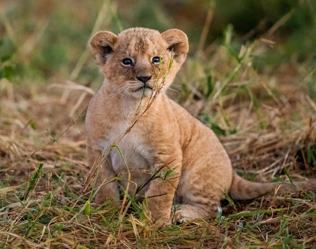 How cute is too cute #mara #junglearc #africa #africanimals #masaimara #wildlifephotography #wildlifephotographer #africatravel #lioncub