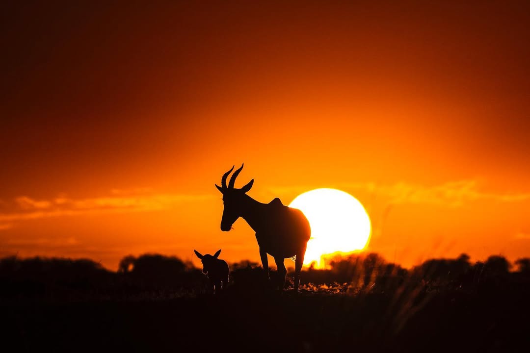 Sun paint ,,!! #masaimara #junglearc #silhouette #silhouette_creative #abstract #wildlifephotography #travelafrica #sonyalpha #sonyalphain #sonyphotography #wildlifeperfection #wildlifeshots (1)