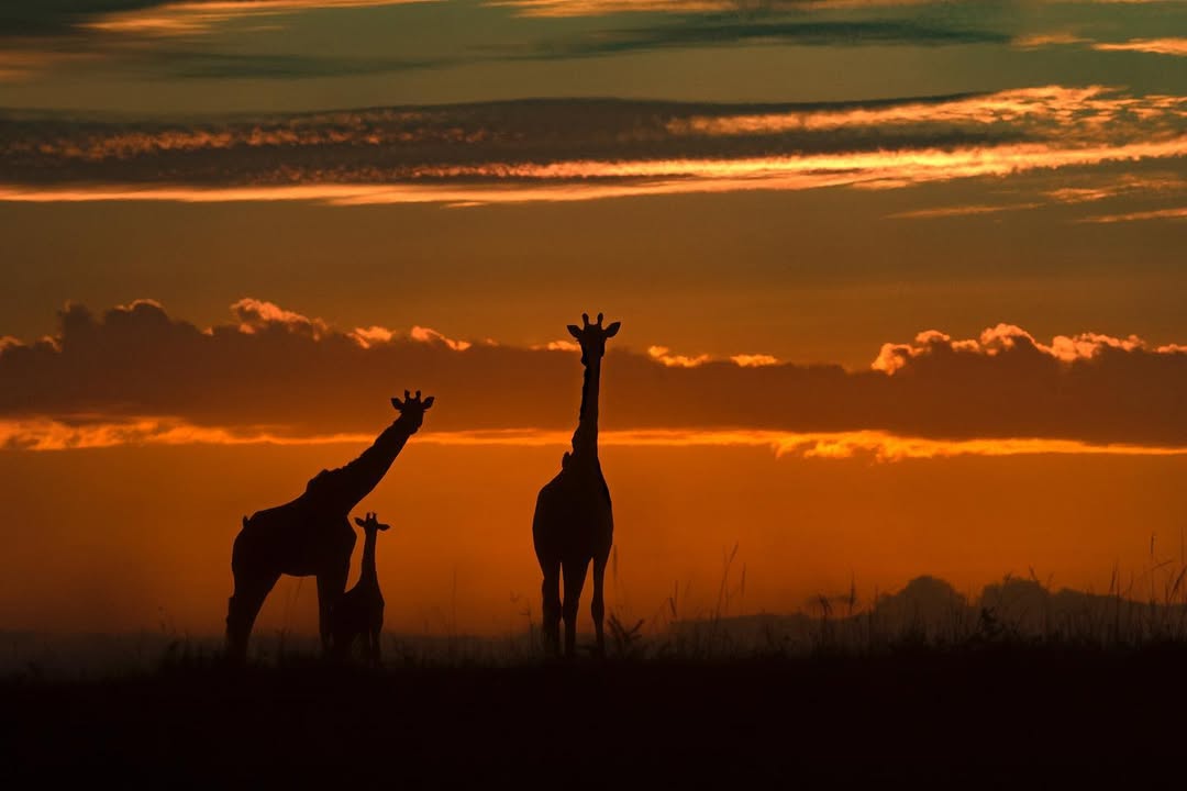 Sun paint ,,!! #masaimara #junglearc #silhouette #silhouette_creative #abstract #wildlifephotography #travelafrica #sonyalpha #sonyalphain #sonyphotography #wildlifeperfection #wildlifeshots (2)