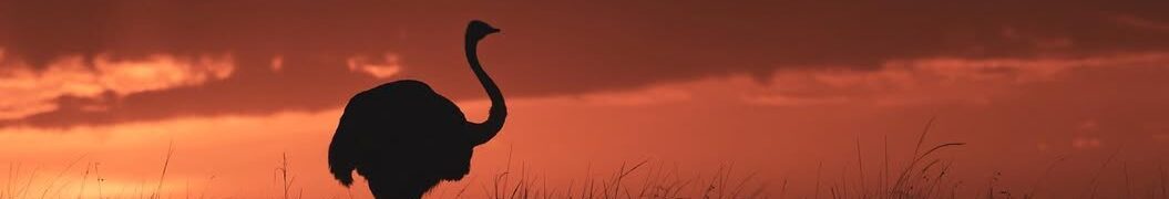 Sun paint ,,!! #masaimara #junglearc #silhouette #silhouette_creative #abstract #wildlifephotography #travelafrica #sonyalpha #sonyalphain #sonyphotography #wildlifeperfection #wildlifeshots